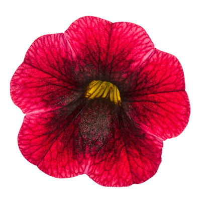 Superbells® Pomegranate Punch™ Calibrachoa