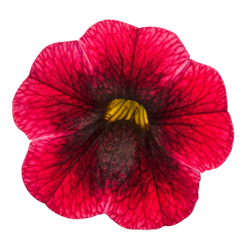 Superbells® Pomegranate Punch™ Calibrachoa