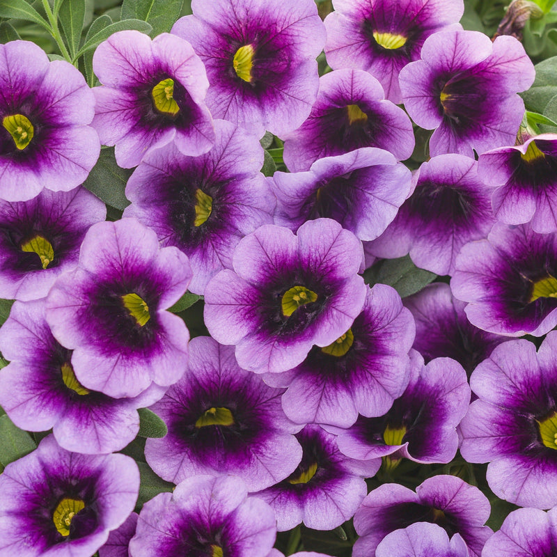 Superbells Blue Moon Punch Calibrachoa up close.