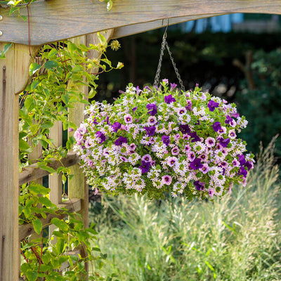 Superbells Blue Moon Punch Calibrachoa in use.