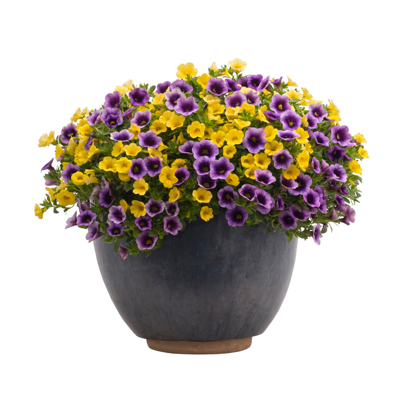 Superbells® Blue Moon Punch™ Calibrachoa