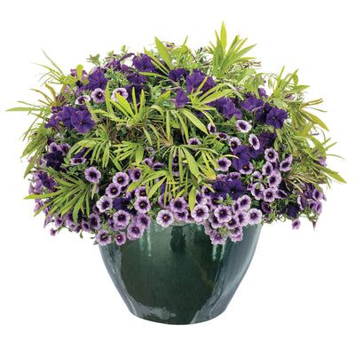 Superbells® Blue Moon Punch™ Calibrachoa