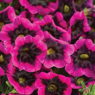 Superbells Blackcurrant Punch Calibrachoa up close.