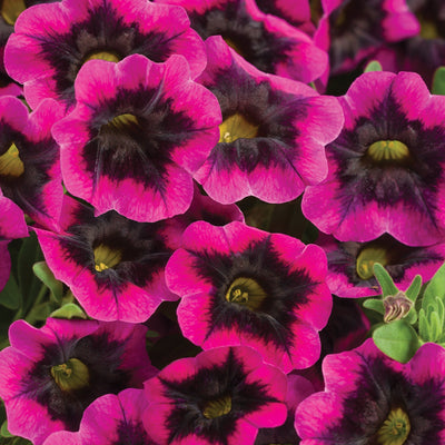 Superbells Blackcurrant Punch Calibrachoa up close.