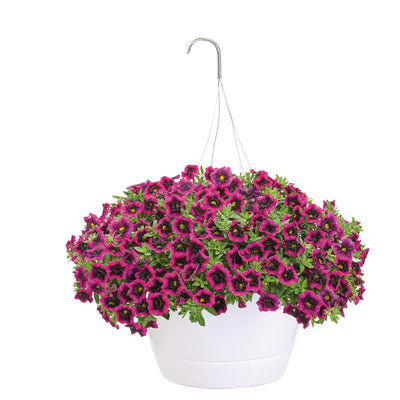 Superbells Blackcurrant Punch Calibrachoa in container.