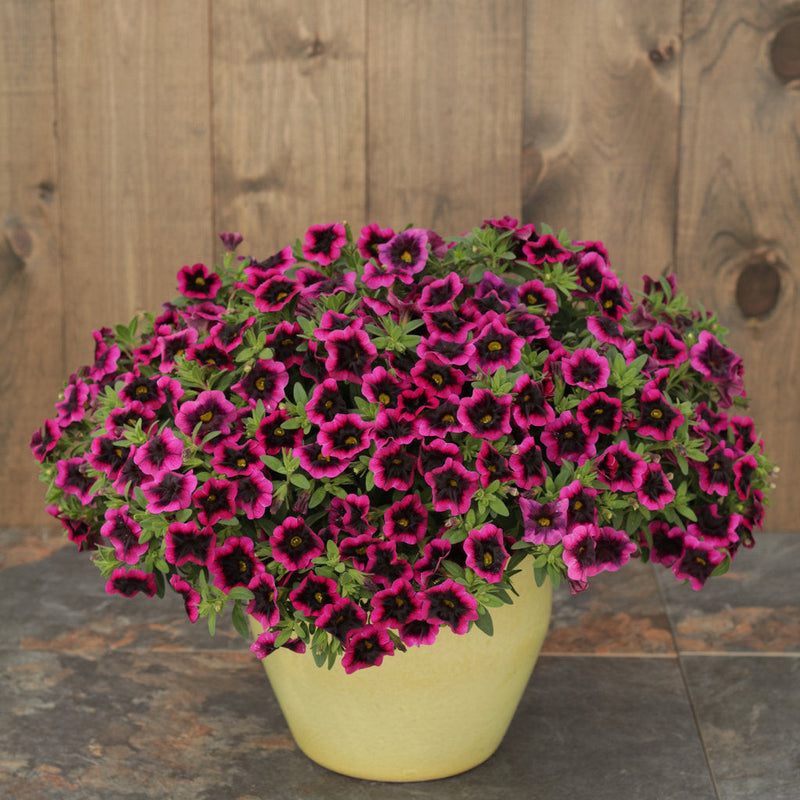 Superbells Blackcurrant Punch Calibrachoa in use.