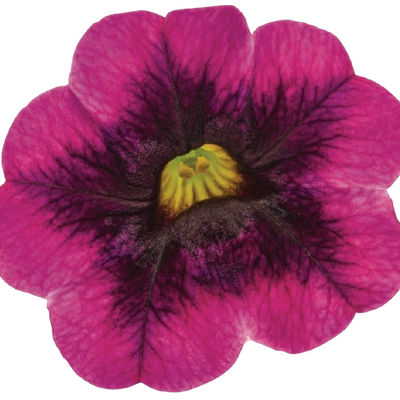 Superbells® Blackcurrant Punch™ Calibrachoa (Calibrachoa hybrid)