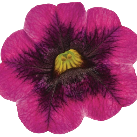 Superbells® Blackcurrant Punch™ Calibrachoa (Calibrachoa hybrid)