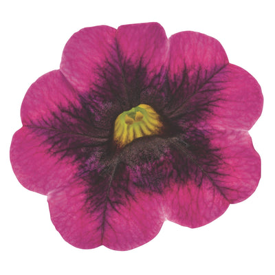 Superbells® Blackcurrant Punch™ Calibrachoa