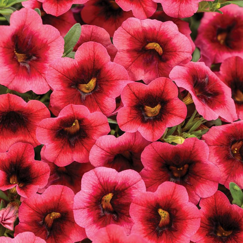 Superbells Watermelon Punch Calibrachoa up close.