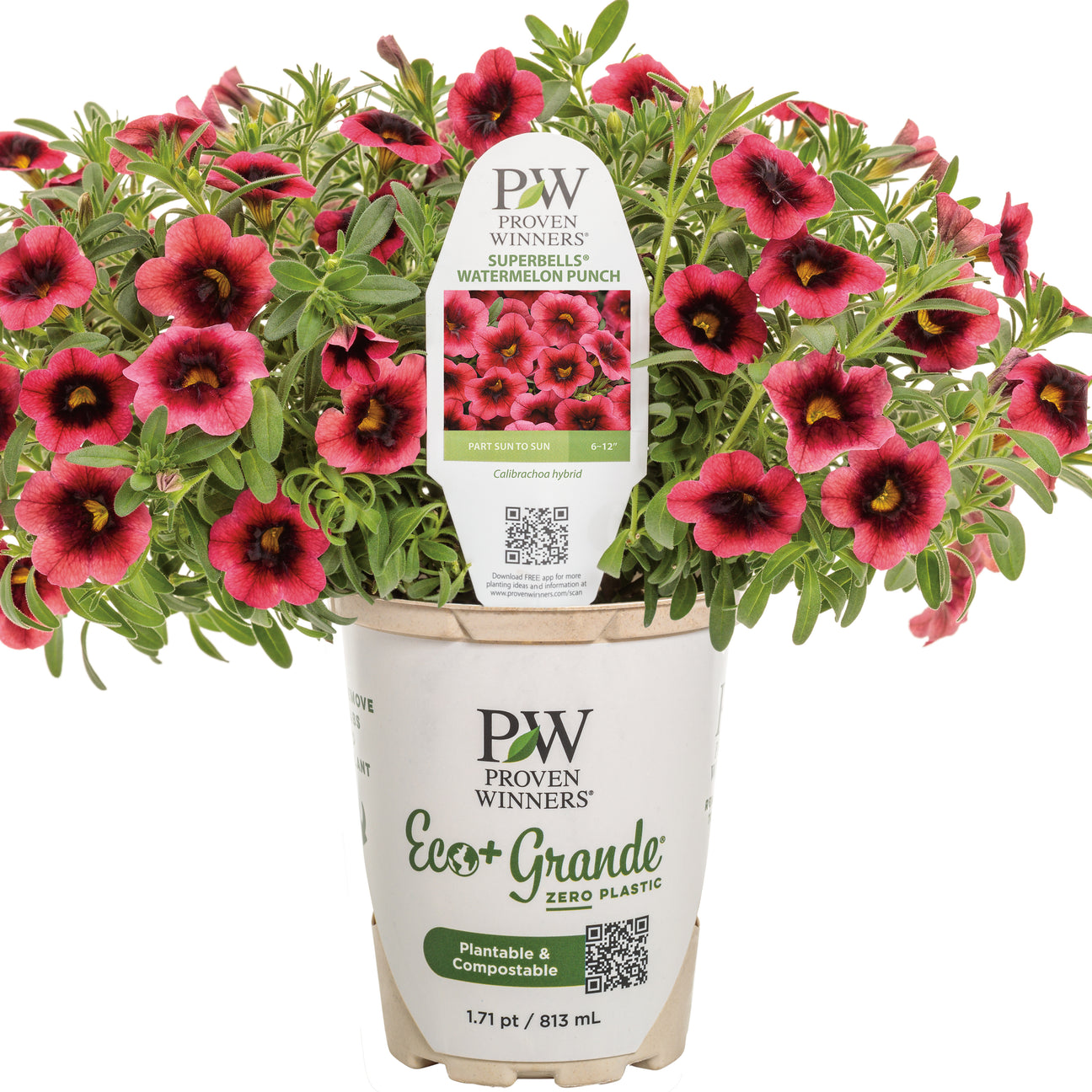 Shop The Largest Selection Of Proven Winners® Plants & Products Online