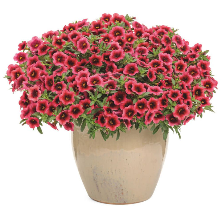 Superbells® Watermelon Punch™ Calibrachoa