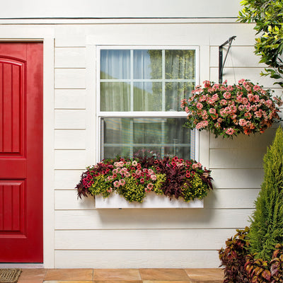 Superbells® Watermelon Punch™ Calibrachoa
