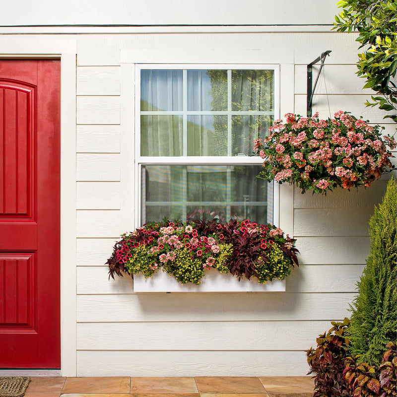 Superbells® Watermelon Punch™ Calibrachoa