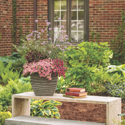 Superbells® Watermelon Punch™ Calibrachoa