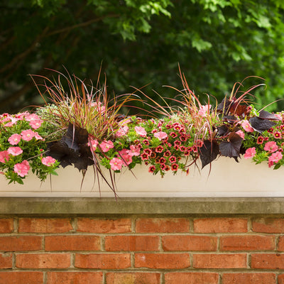 Superbells® Watermelon Punch™ Calibrachoa