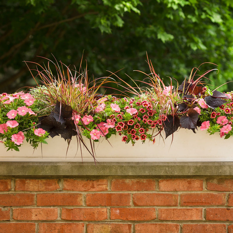 Superbells® Watermelon Punch™ Calibrachoa