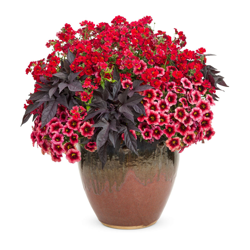 Superbells® Watermelon Punch™ Calibrachoa