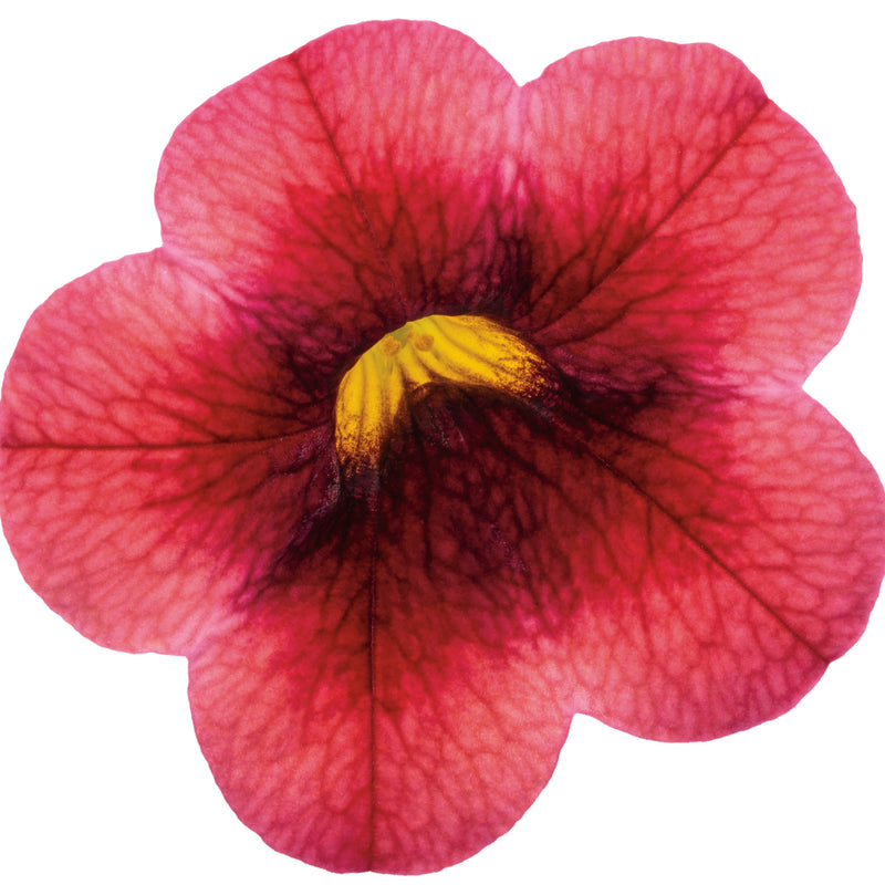 Superbells® Watermelon Punch™ Calibrachoa (Calibrachoa hybrid)