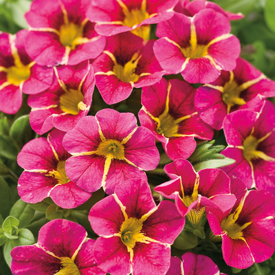 Superbells Cherry Star Superbells Cherry Star Calibarchoa up close.