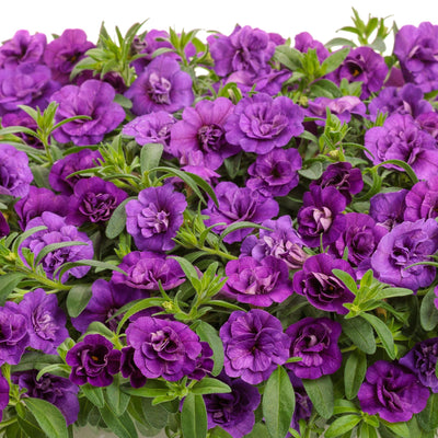 Superbells® Double Blue Calibrachoa