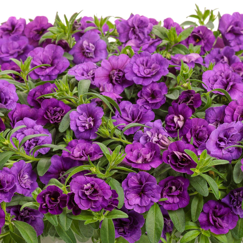 superbells flower seeds Calibrachoa | Superbells Double Blue