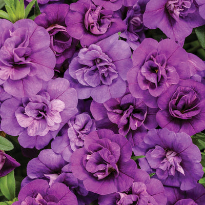 Superbells Double Blue Calibrachoa up close.