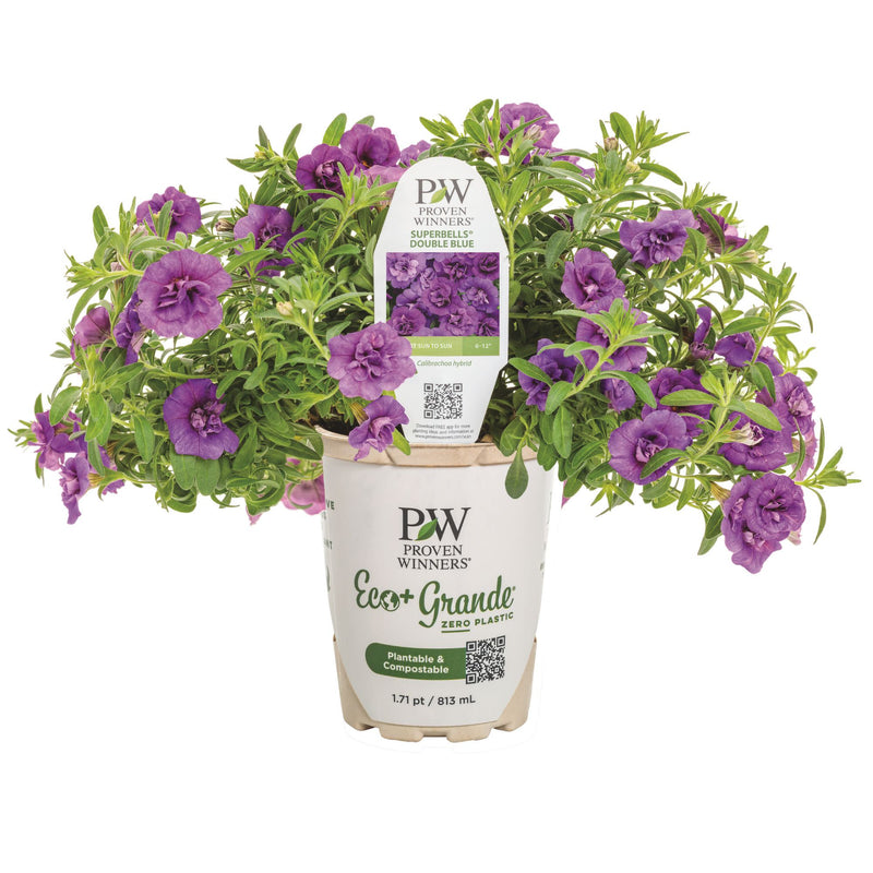 Superbells® Double Blue Calibrachoa