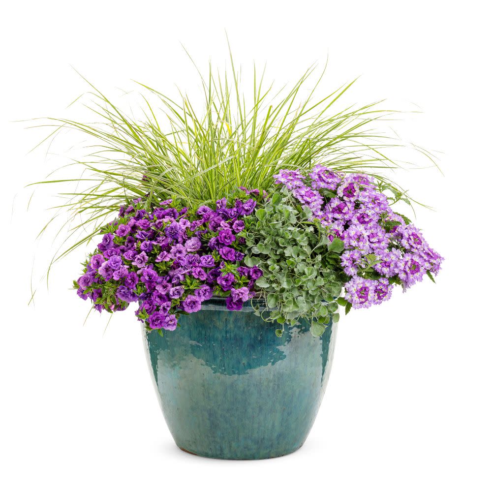 Superbells® Double Blue Calibrachoa