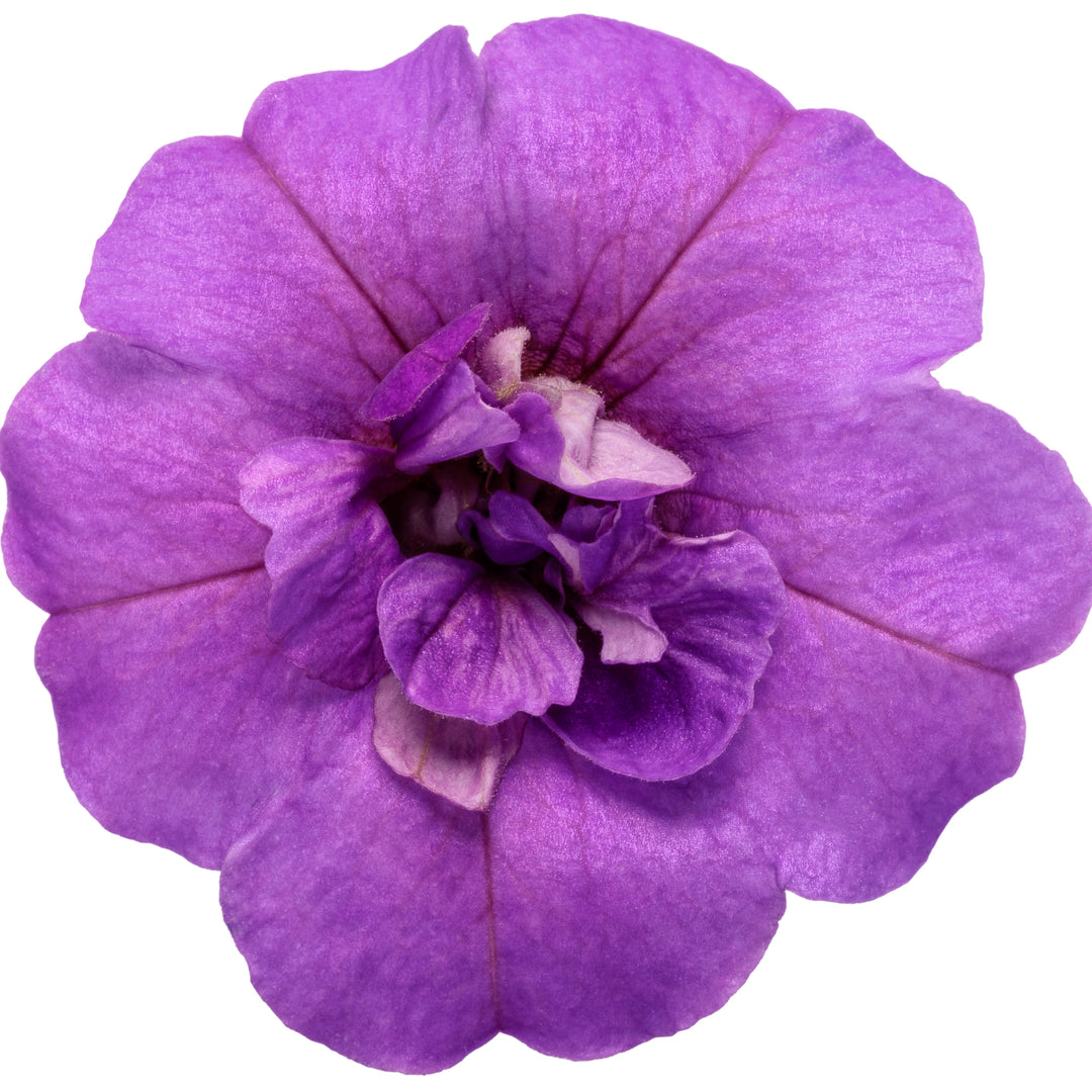 Superbells® Double Blue Calibrachoa