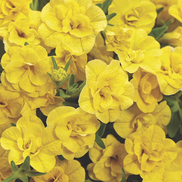 Calibrachoa | Superbells® Double Yellow | Proven Winners® Annuals