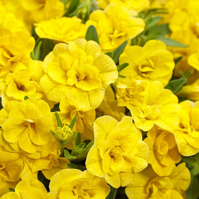 Superbells Double Yellow Calibrachoa up close.