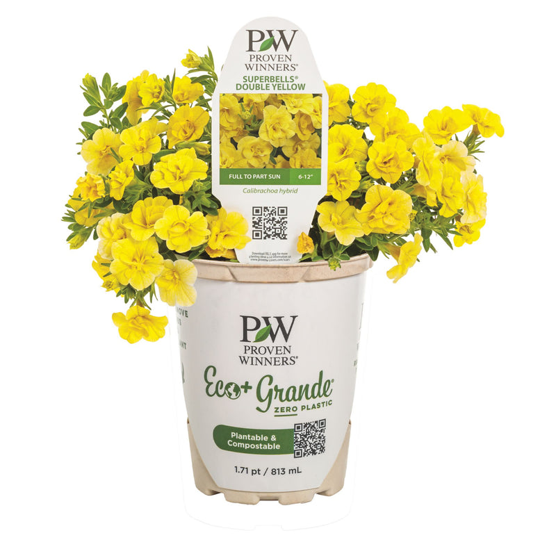 Superbells® Double Yellow Calibrachoa