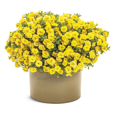 Superbells® Double Yellow Calibrachoa