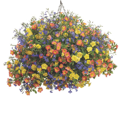Superbells® Double Yellow Calibrachoa