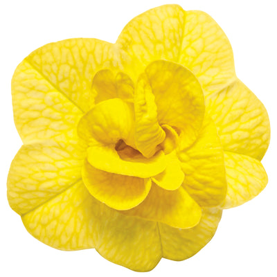 Superbells® Double Yellow Calibrachoa (Calibrachoa hybrid)