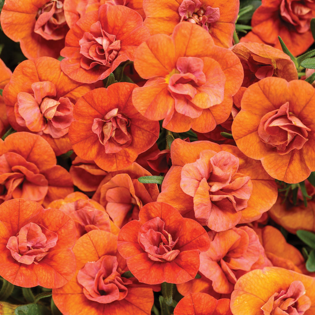 Superbells® Double Orange Calibrachoa