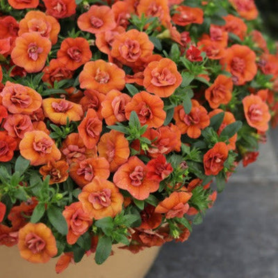 Superbells Double Orange Calibrachoa up close.