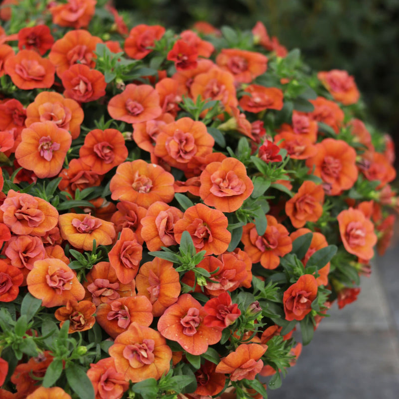 Superbells® Double Orange Calibrachoa