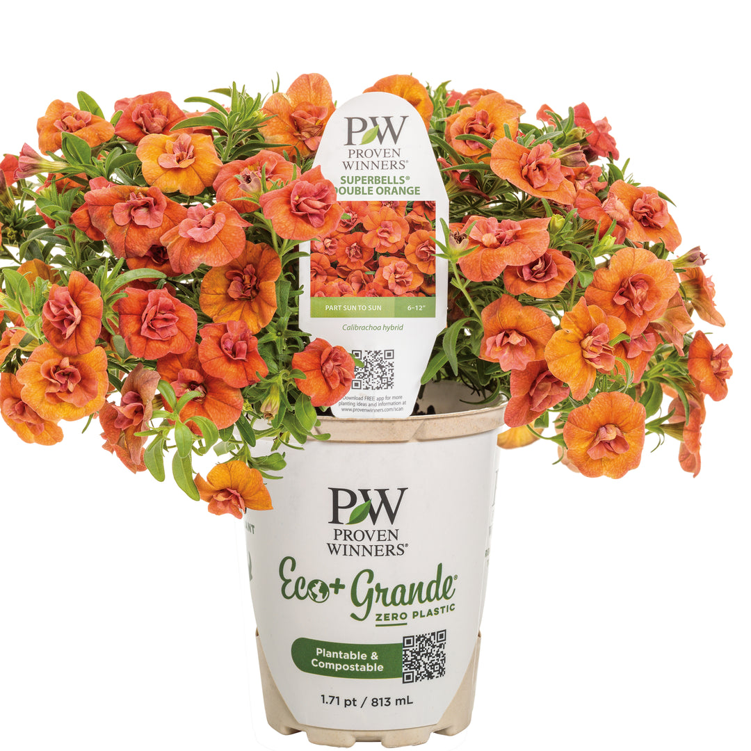 Calibrachoa | Superbells® Double Orange | Proven Winners® Annuals