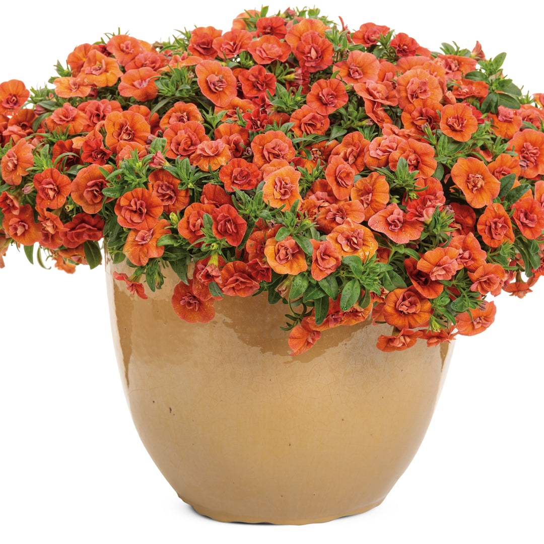 Calibrachoa | Superbells® Double Orange | Proven Winners® Annuals