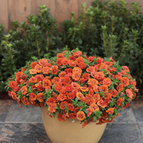 Superbells Double Orange Calibrachoa in focus.