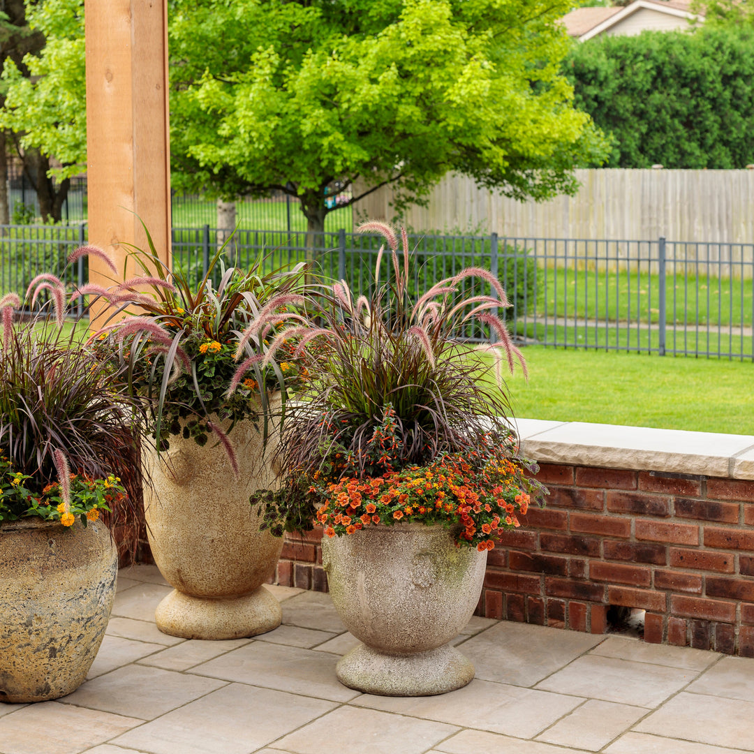 Calibrachoa | Superbells® Double Orange | Proven Winners® Annuals