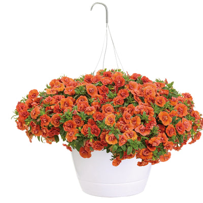 Superbells Double Orange Calibrachoa in container.