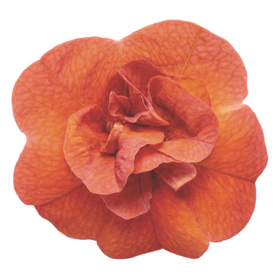 Superbells® Double Orange Calibrachoa