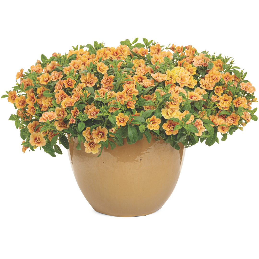 Superbells® Double Amber Calibrachoa