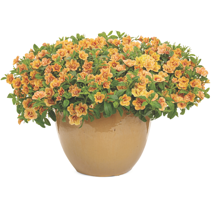 Superbells® Double Amber Calibrachoa