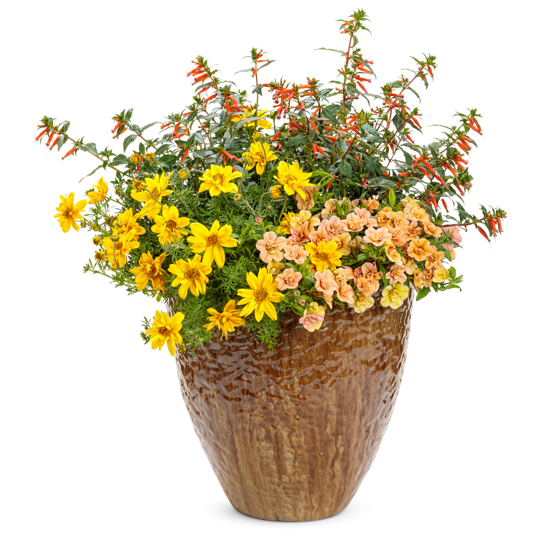 Superbells® Double Amber Calibrachoa