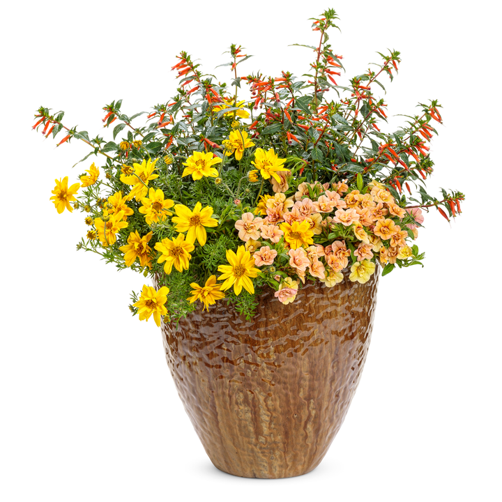 Superbells® Double Amber Calibrachoa