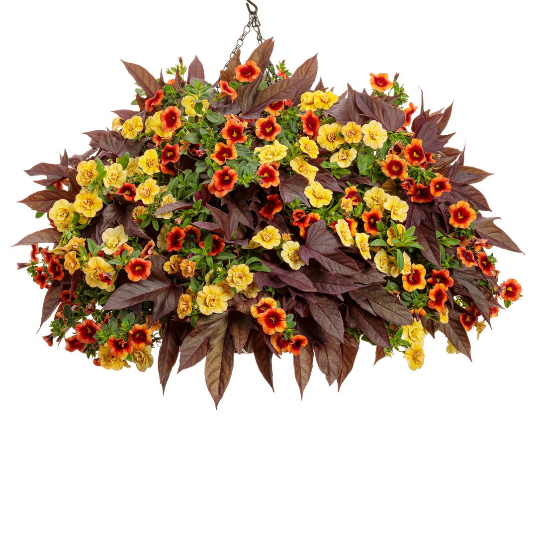 Superbells® Double Amber Calibrachoa